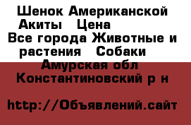 Шенок Американской Акиты › Цена ­ 35 000 - Все города Животные и растения » Собаки   . Амурская обл.,Константиновский р-н